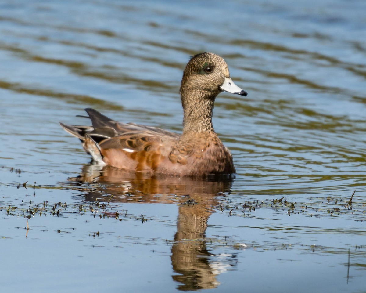 American Wigeon - ML179936831