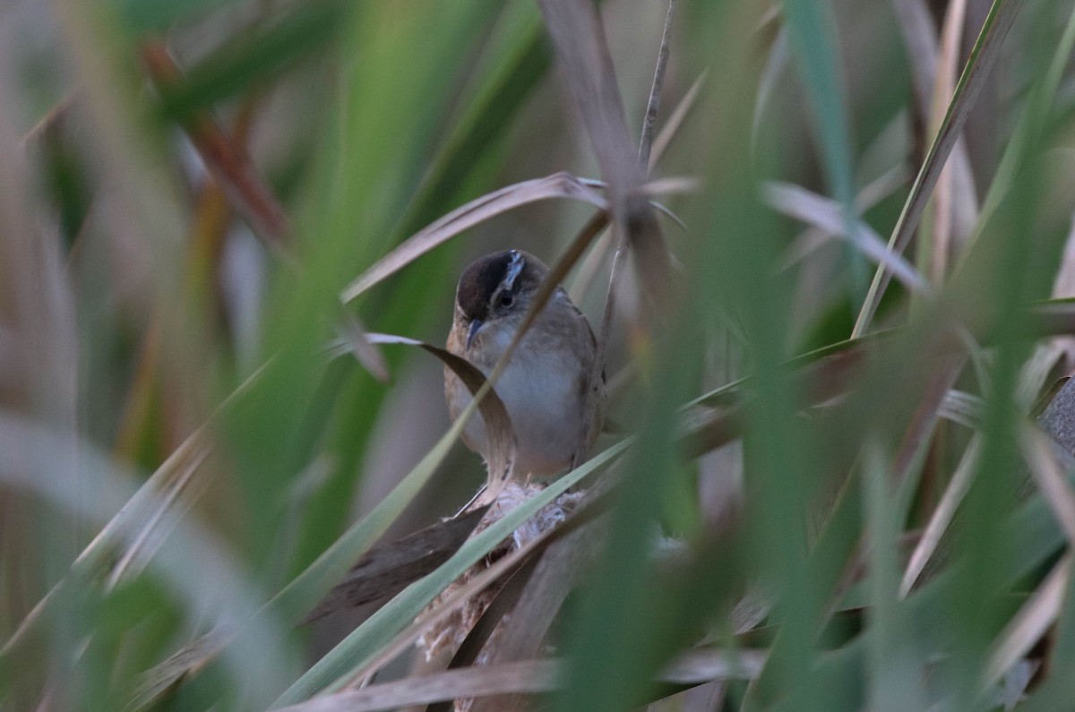 Marsh Wren - ML179937561