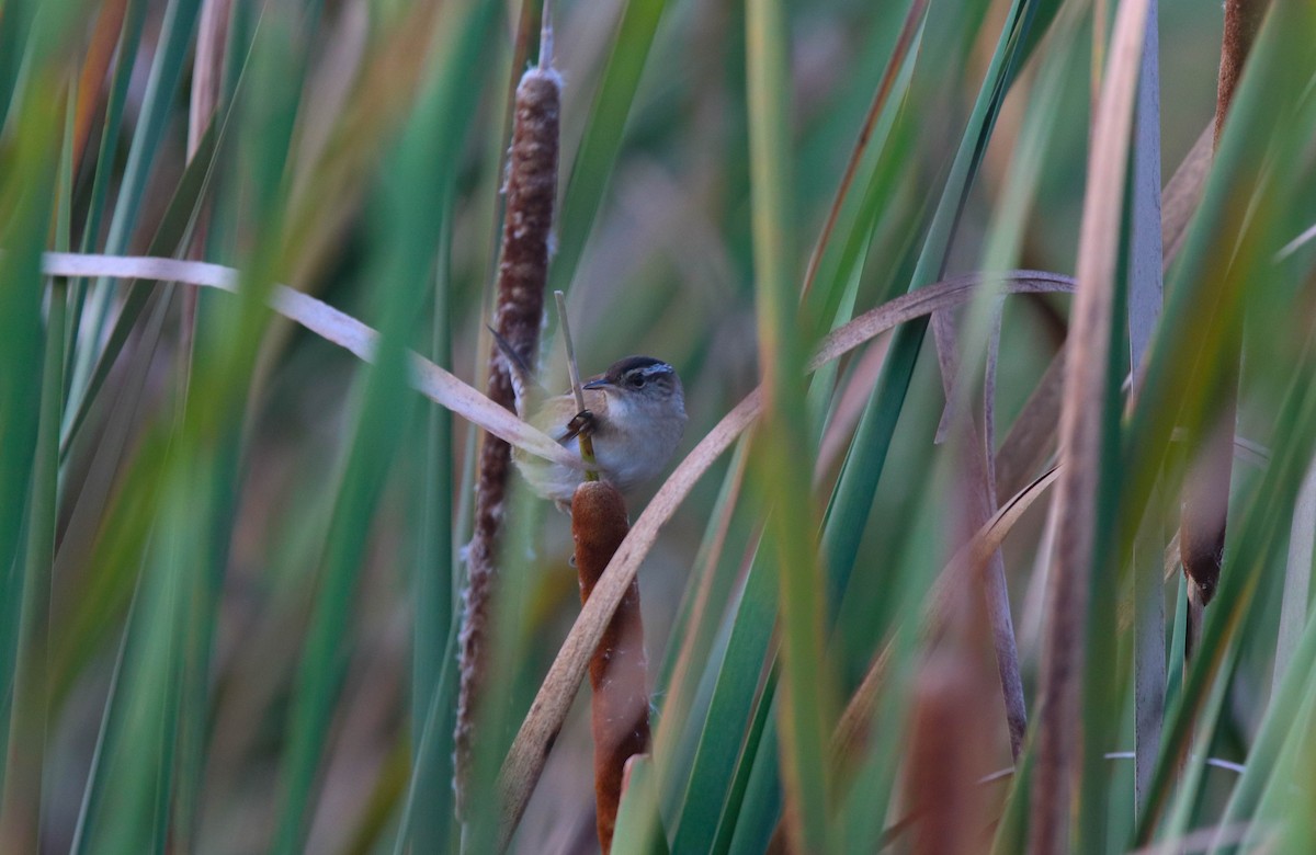 Marsh Wren - ML179937571