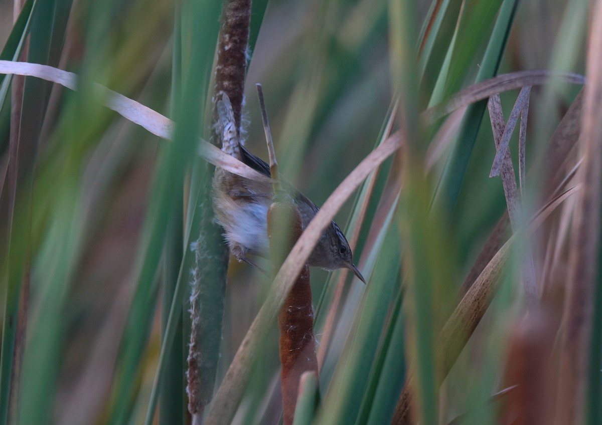 Marsh Wren - ML179937591