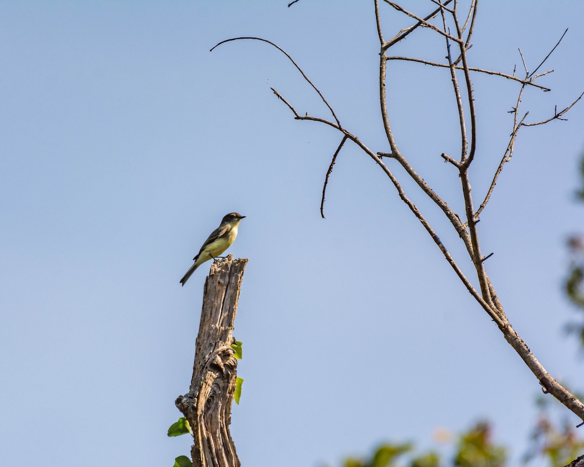 Eastern Phoebe - ML179937761