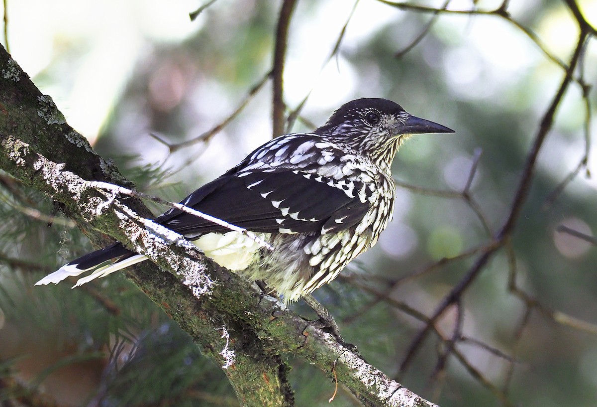 Kashmir Nutcracker - Andrew Spencer