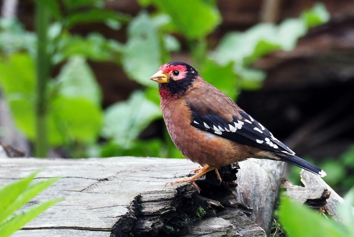 Spectacled Finch - Andrew Spencer