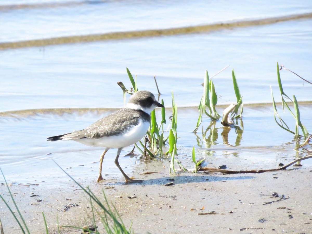 Semipalmated Plover - ML179938601