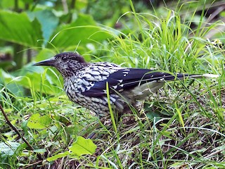 Kashmir Nutcracker - Nucifraga multipunctata - Birds of the World