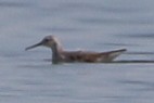 Wilson's Phalarope - ML179939451