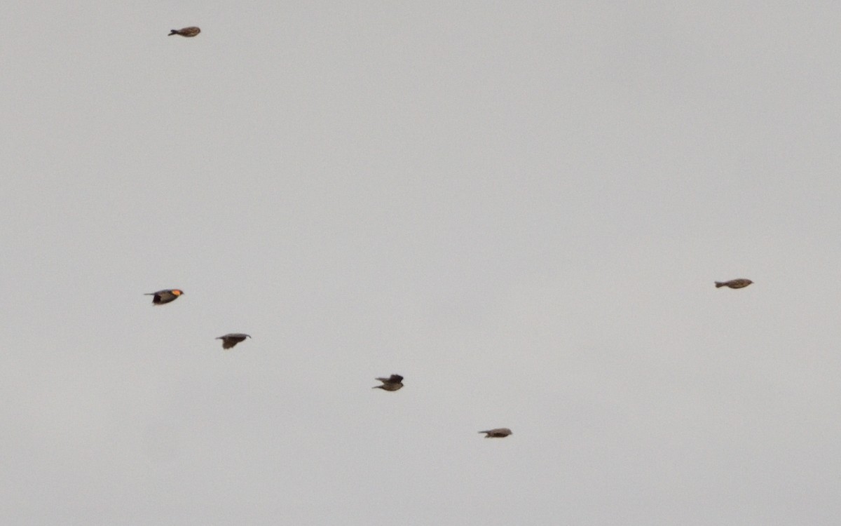 Yellow-headed Blackbird - ML179939491