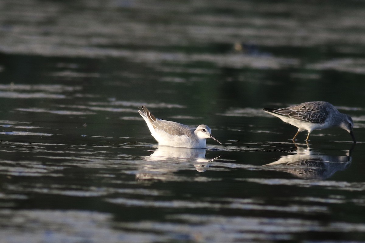 Wilson's Phalarope - Milton Collins