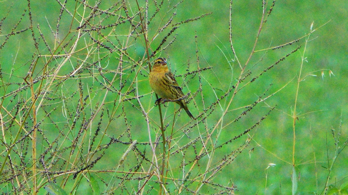 bobolink americký - ML179941911