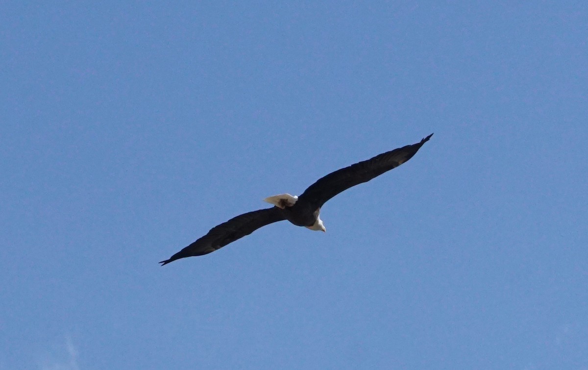 Bald Eagle - ML179942571