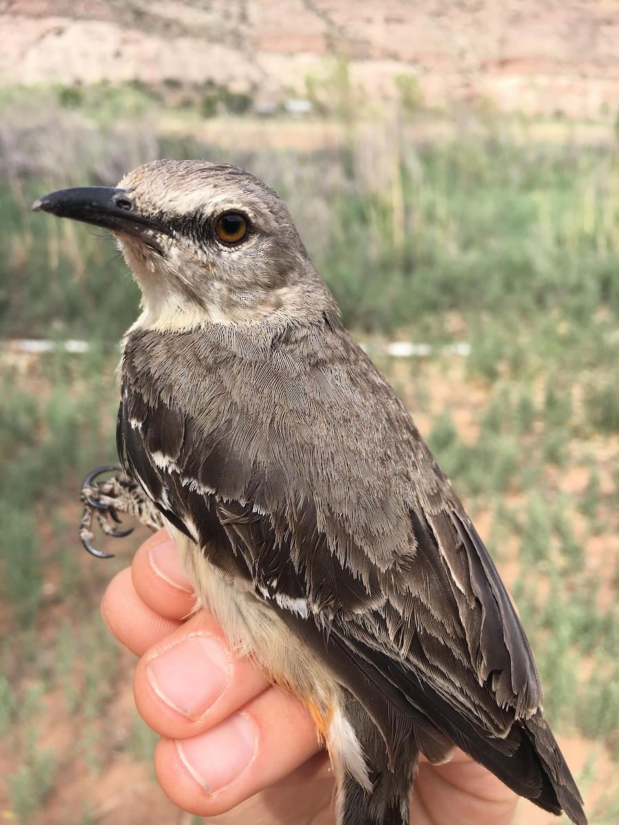 Northern Mockingbird - ML179943291