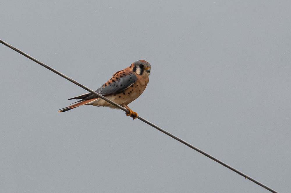 American Kestrel - Bert Filemyr