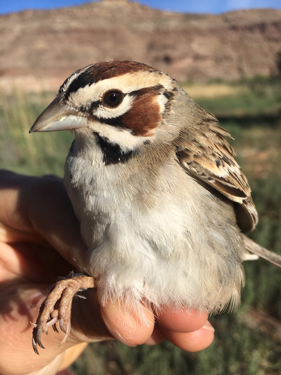 Lark Sparrow - ML179944231