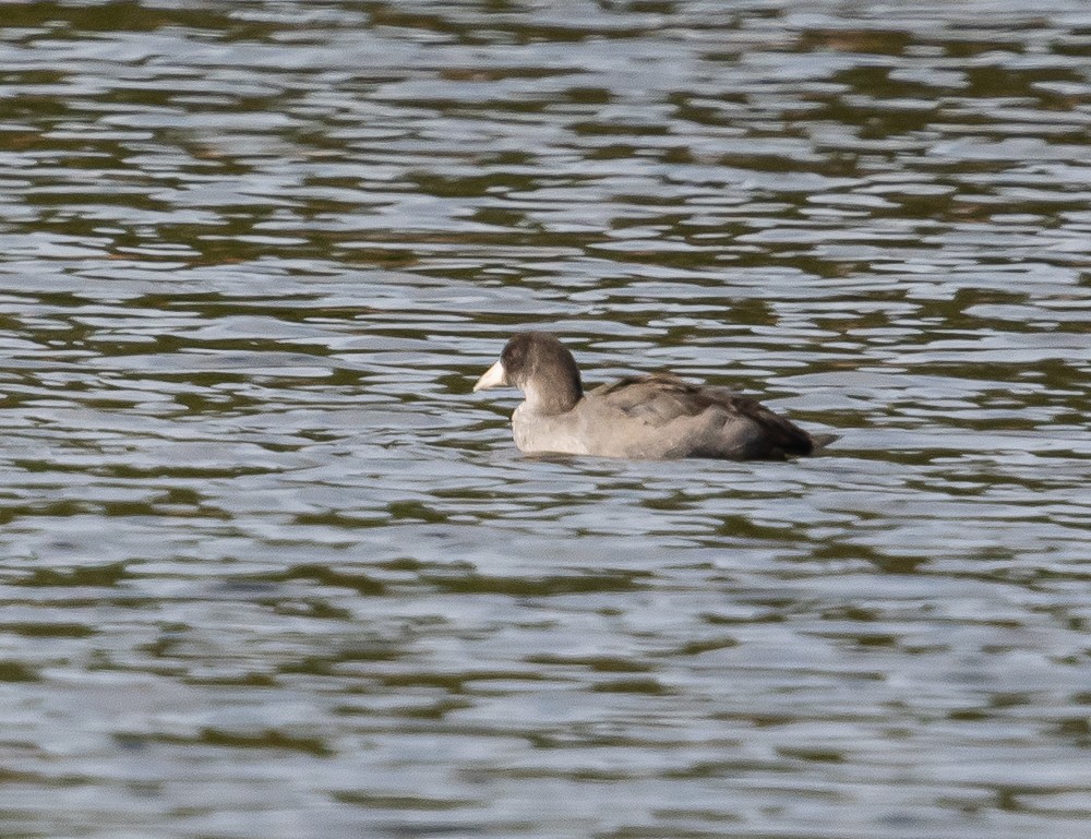 American Coot - ML179944241