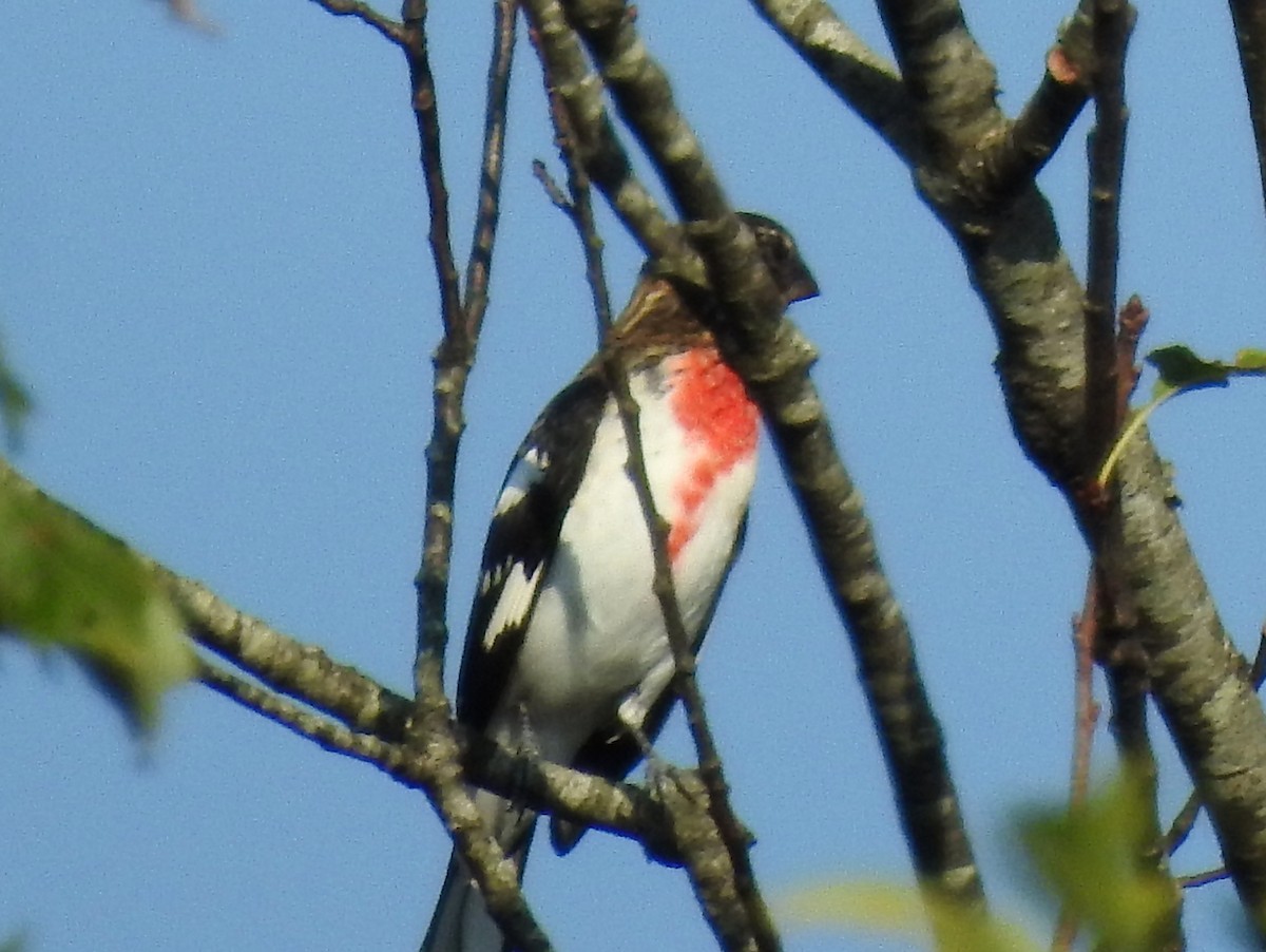 Rose-breasted Grosbeak - bob butler