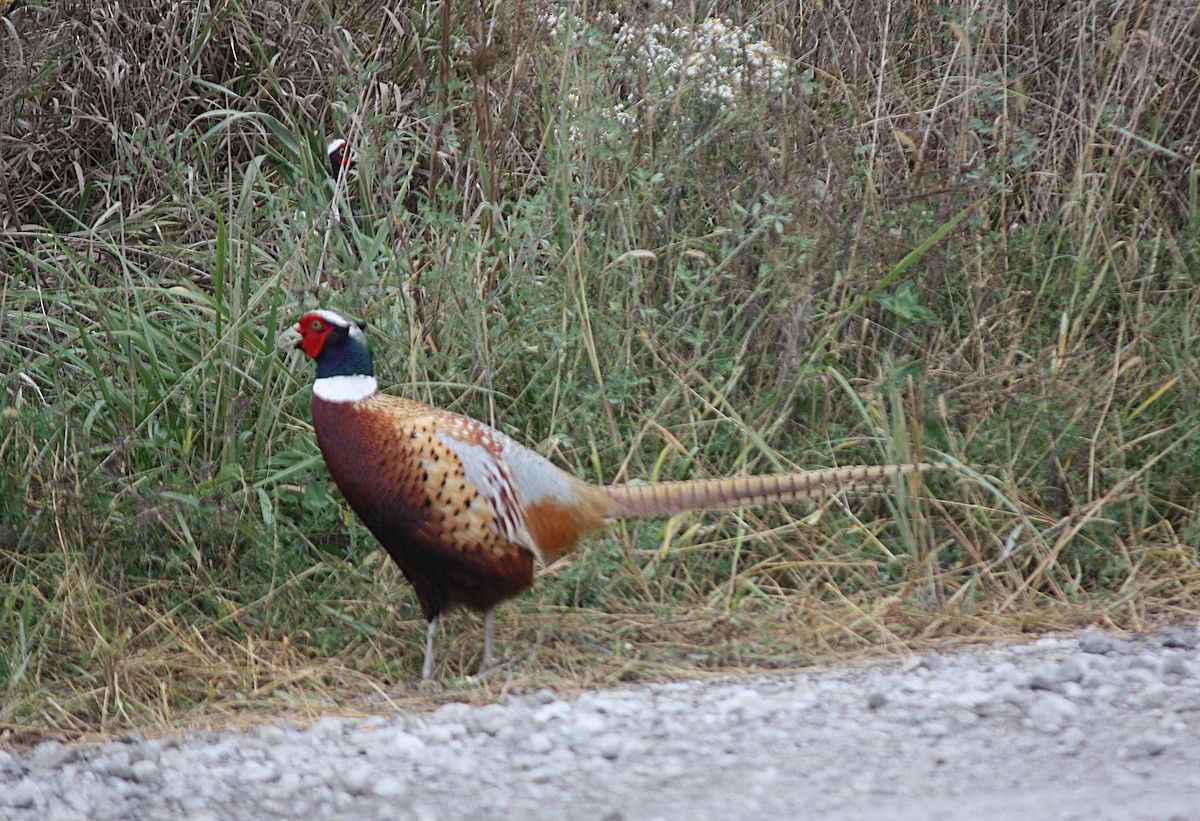 Ring-necked Pheasant - ML179945341