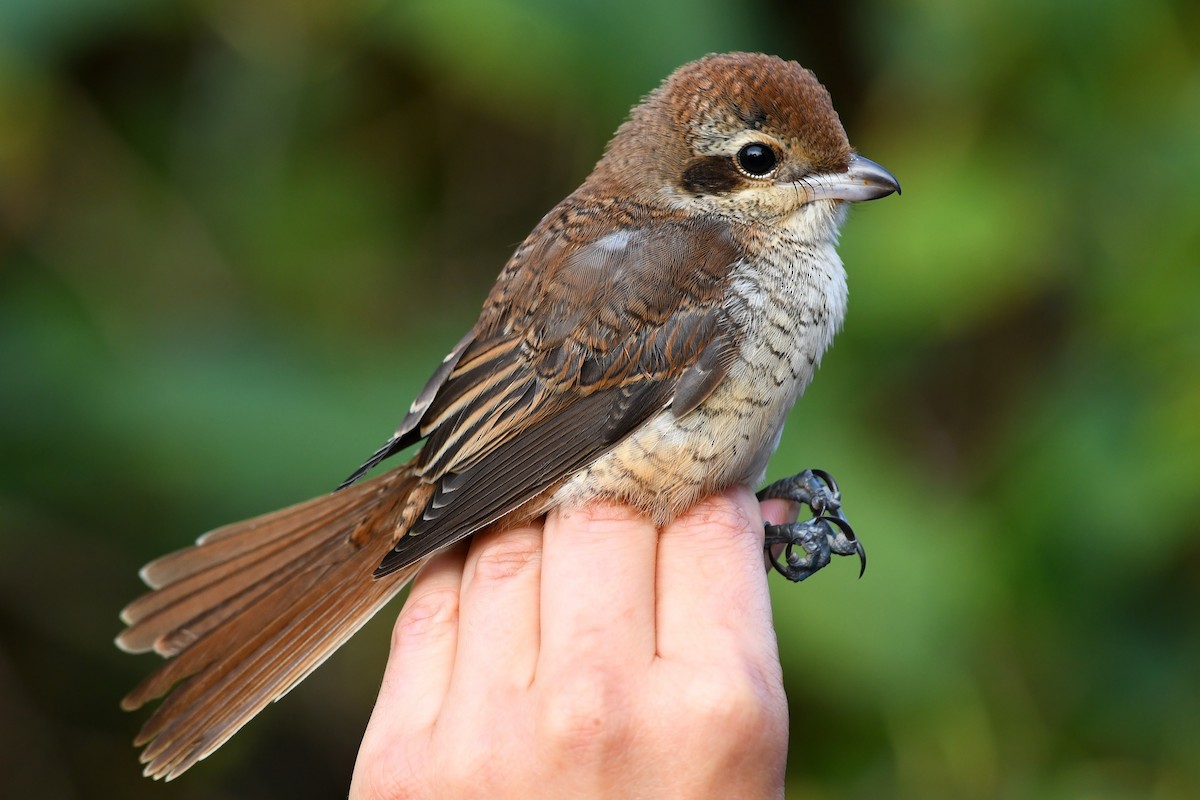 Brown Shrike - David M. Bell