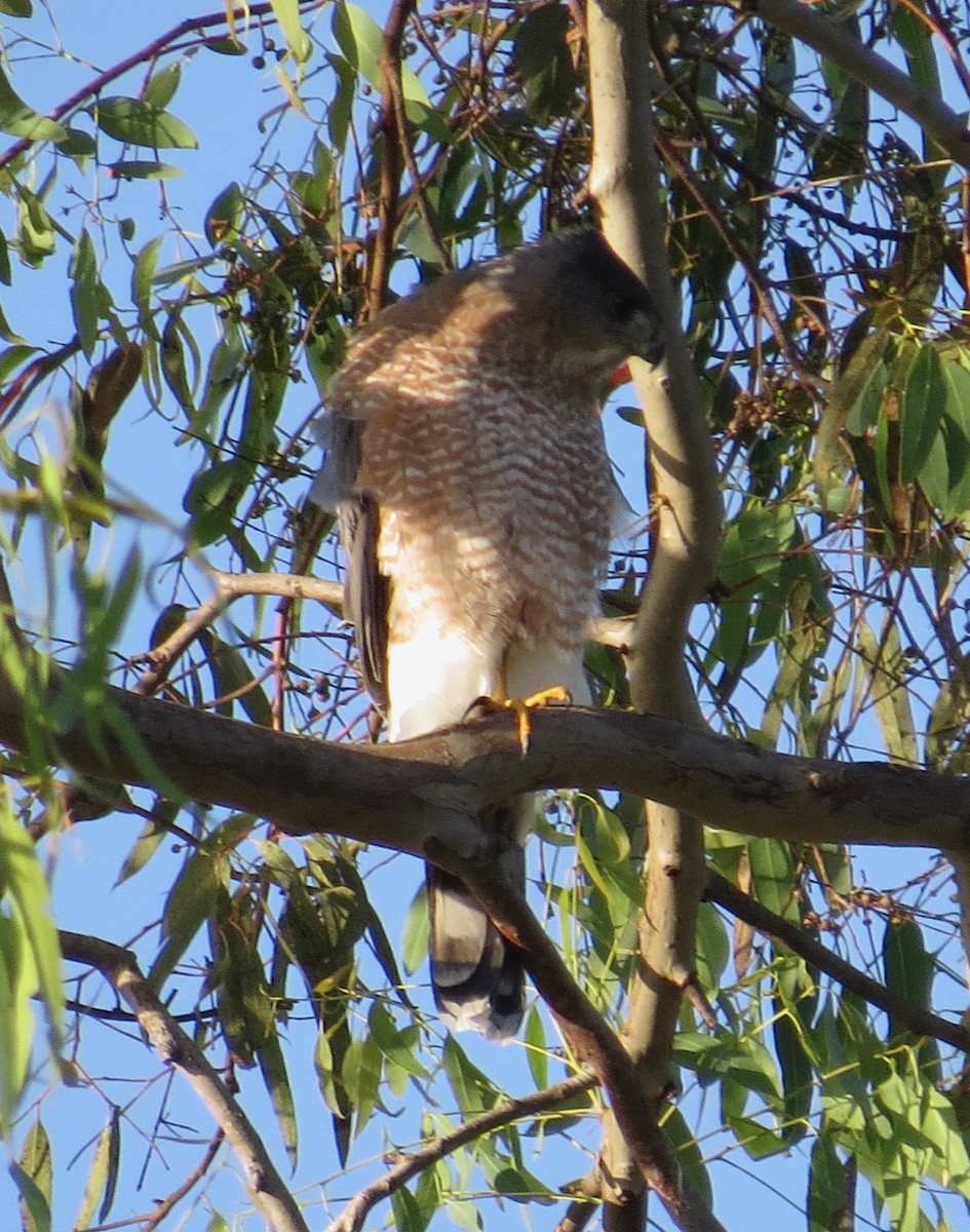 Cooper's Hawk - Thomas Wurster