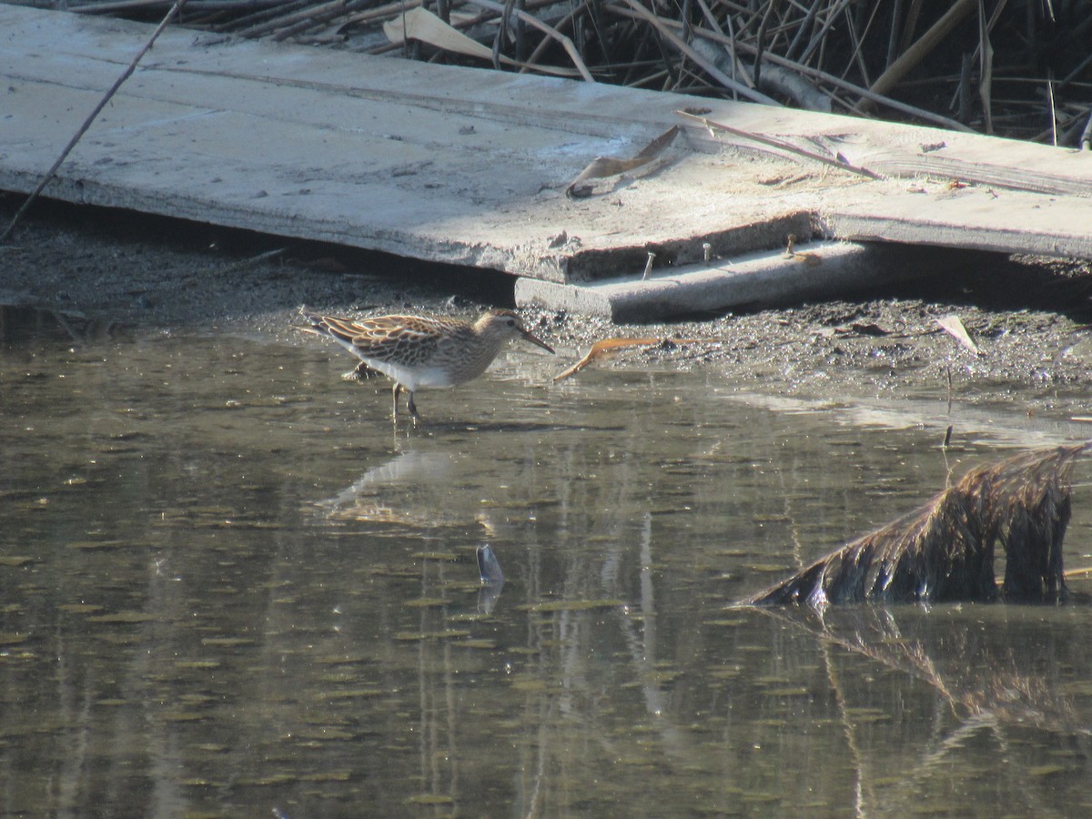 Pectoral Sandpiper - John Coyle