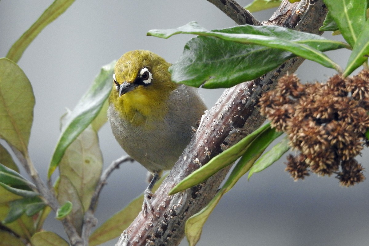 Cape White-eye (Cape) - kas dumroese