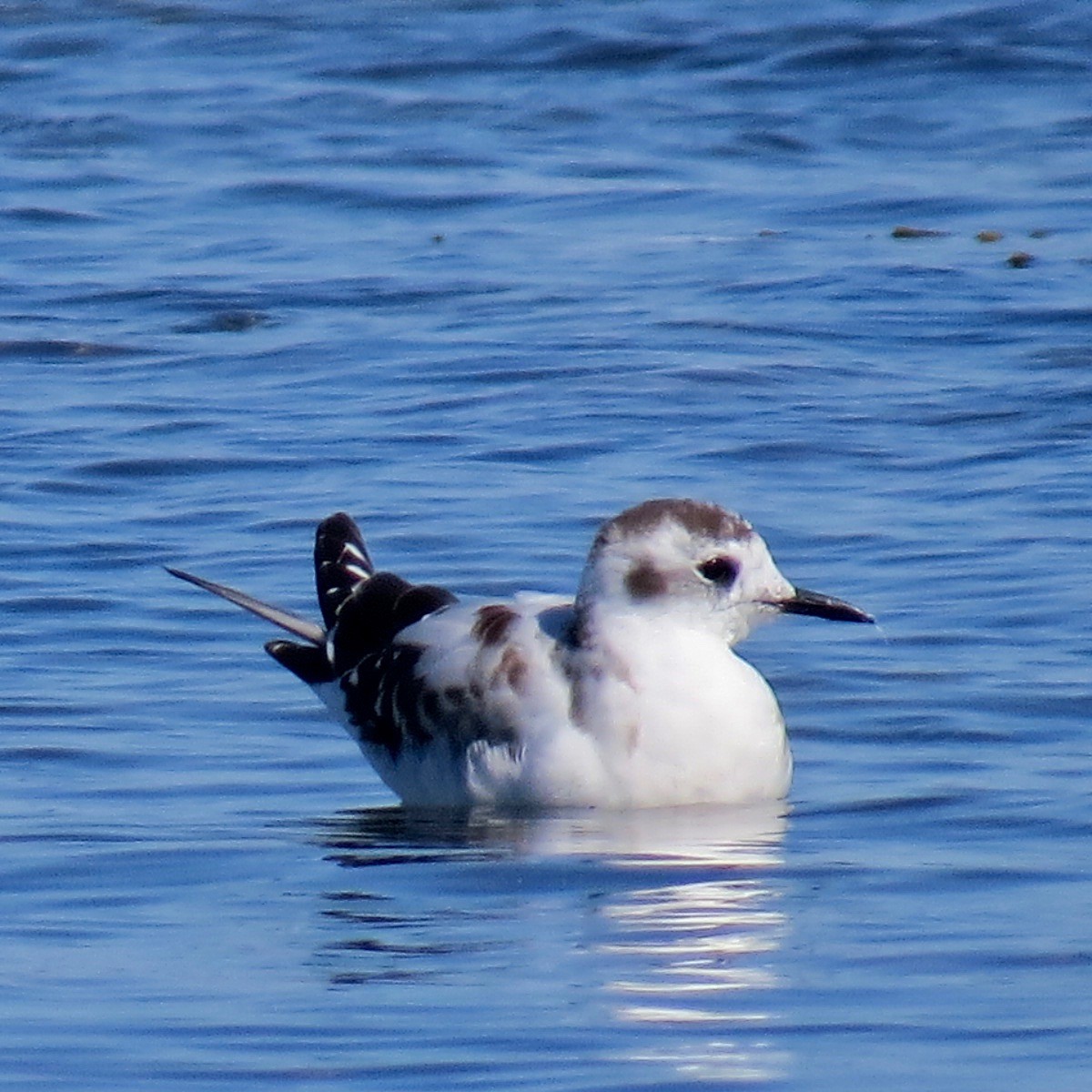 Mouette pygmée - ML179950571