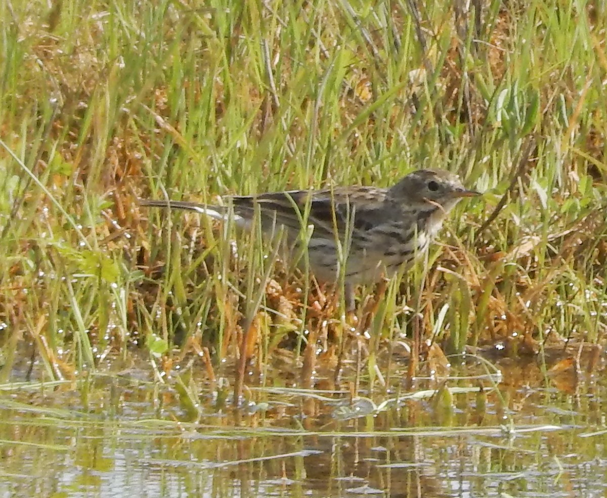 Meadow Pipit - ML179954791