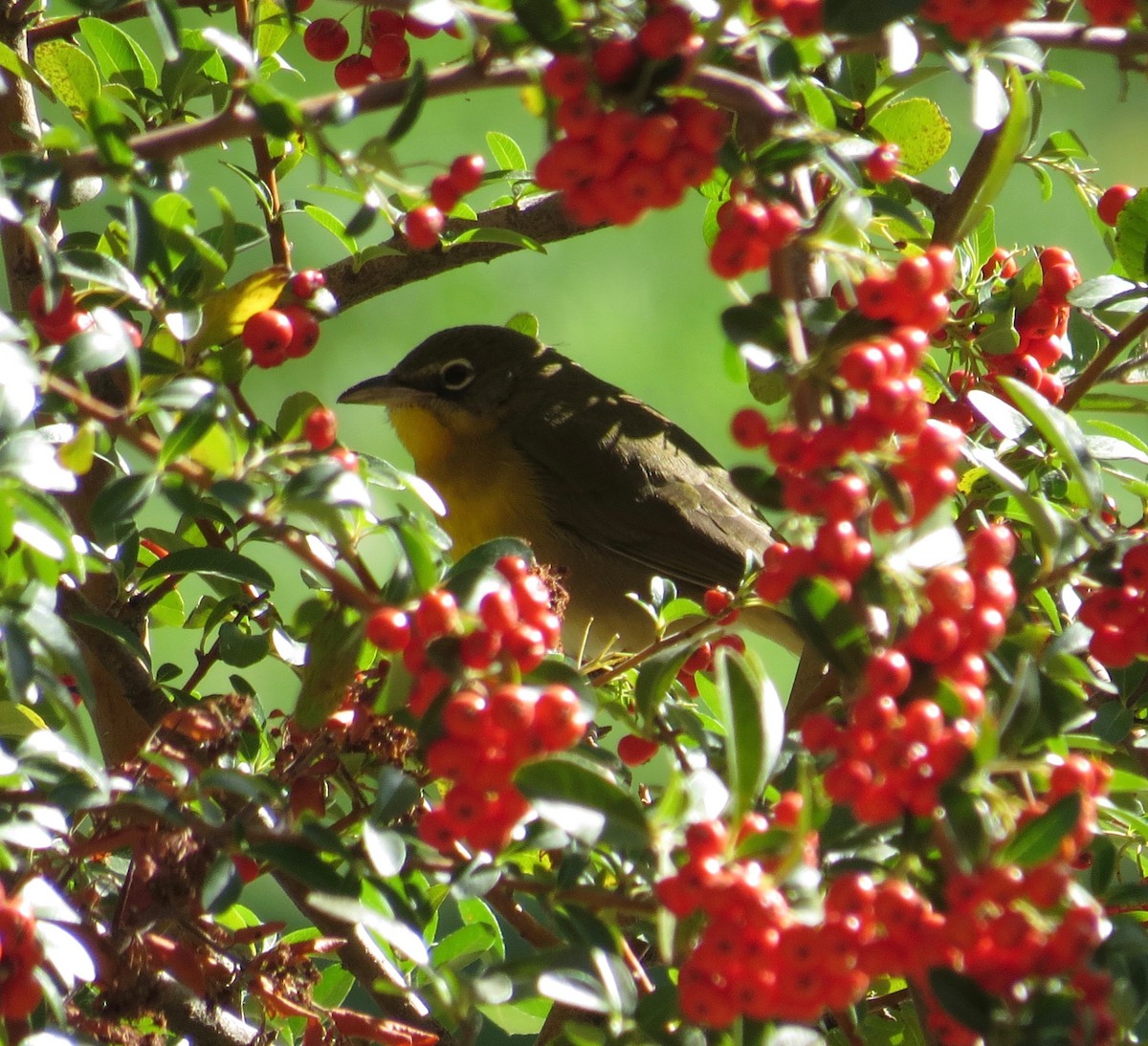 Yellow-breasted Chat - ML179957271