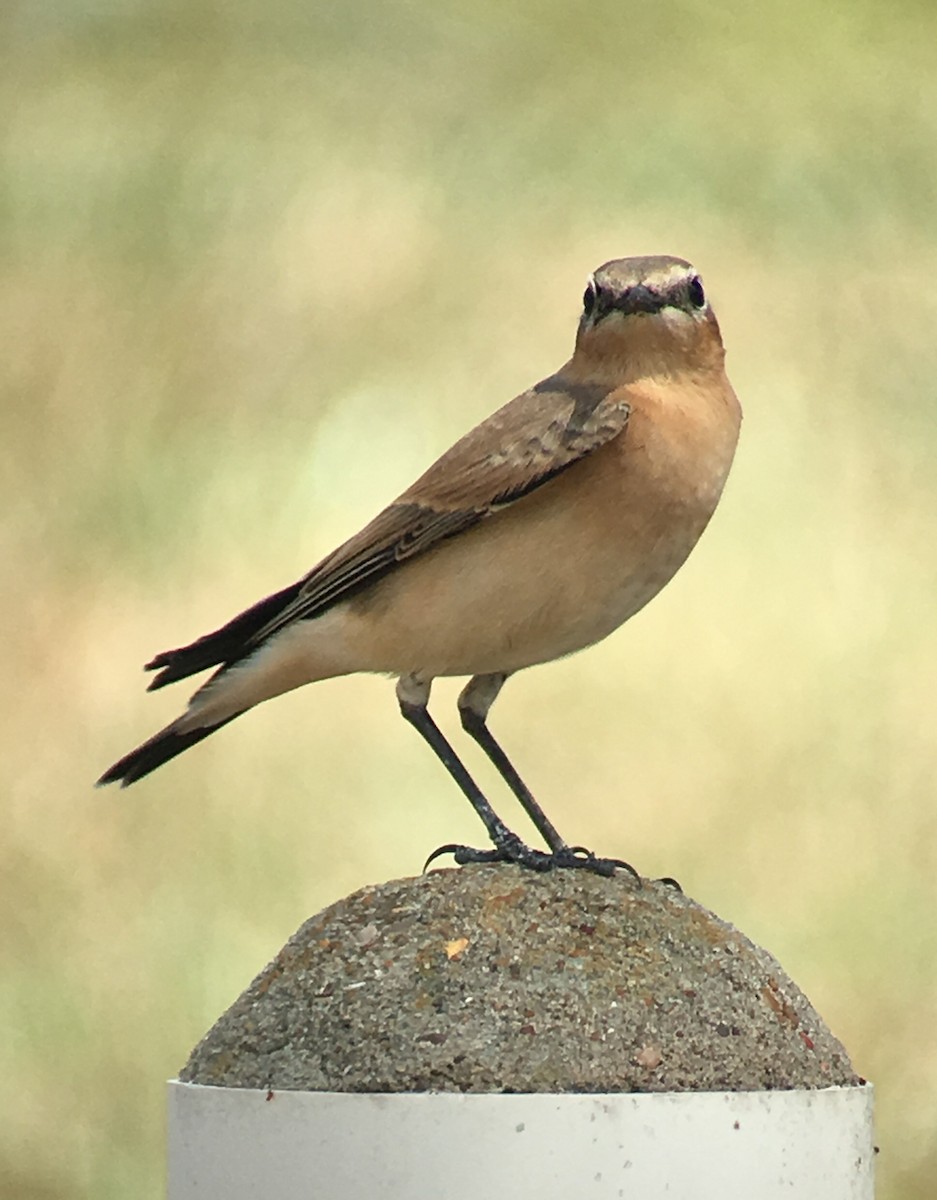 Northern Wheatear - Shelia Hargis