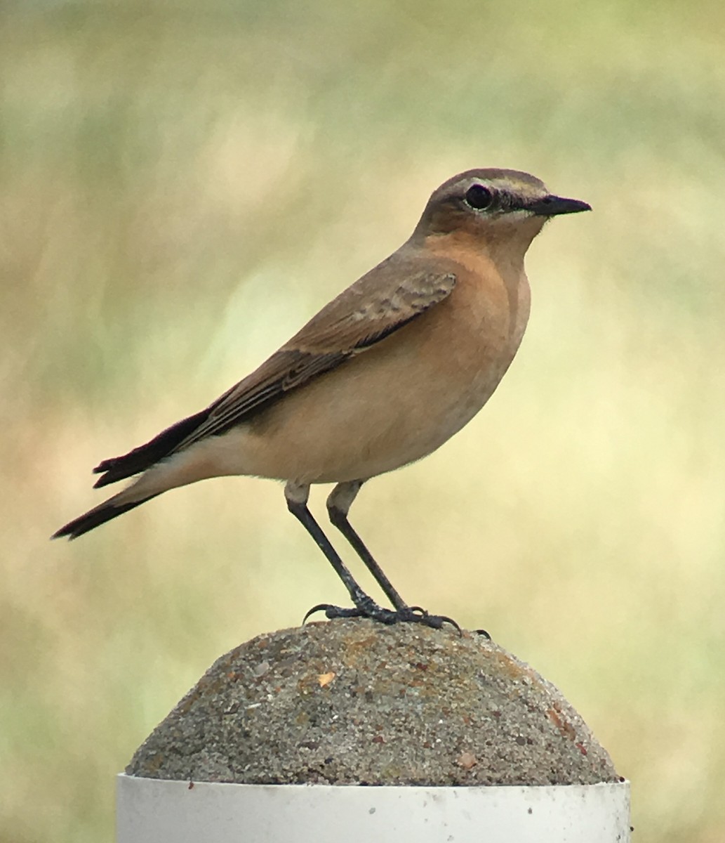 Northern Wheatear - Shelia Hargis