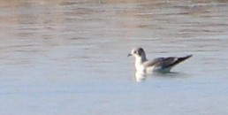 Franklin's Gull - ML179959091