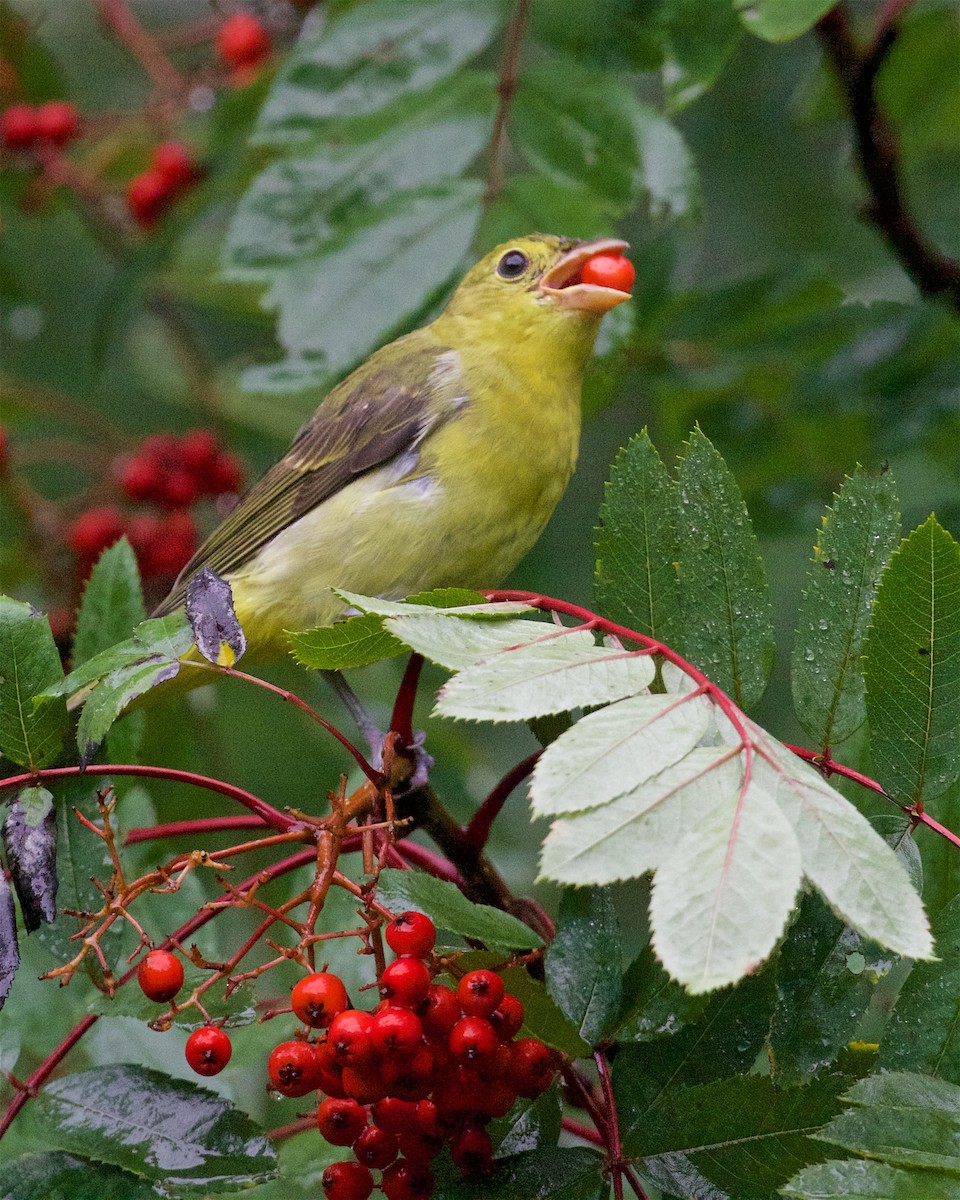 Scarlet Tanager - ML179960511
