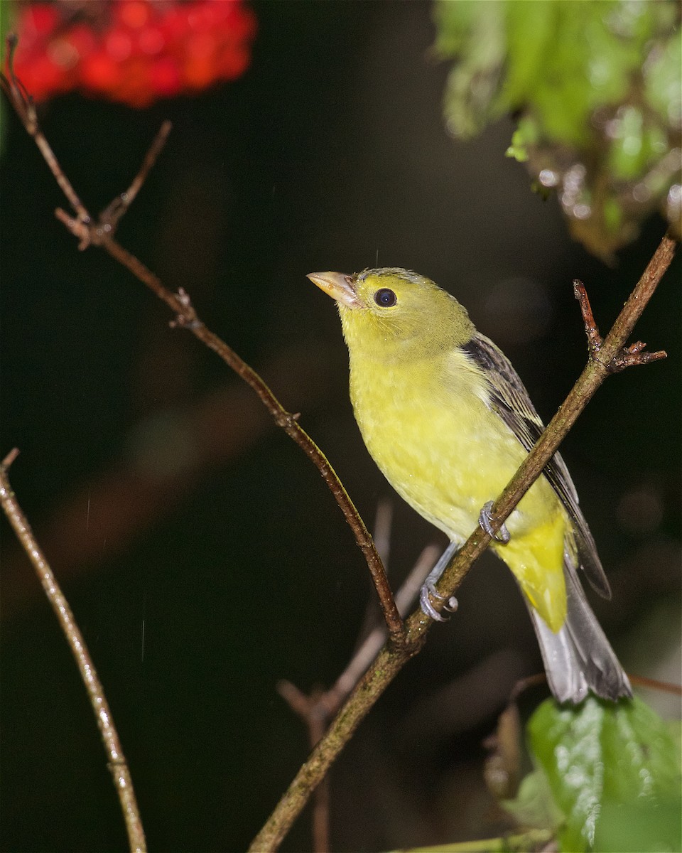 Scarlet Tanager - ML179960561