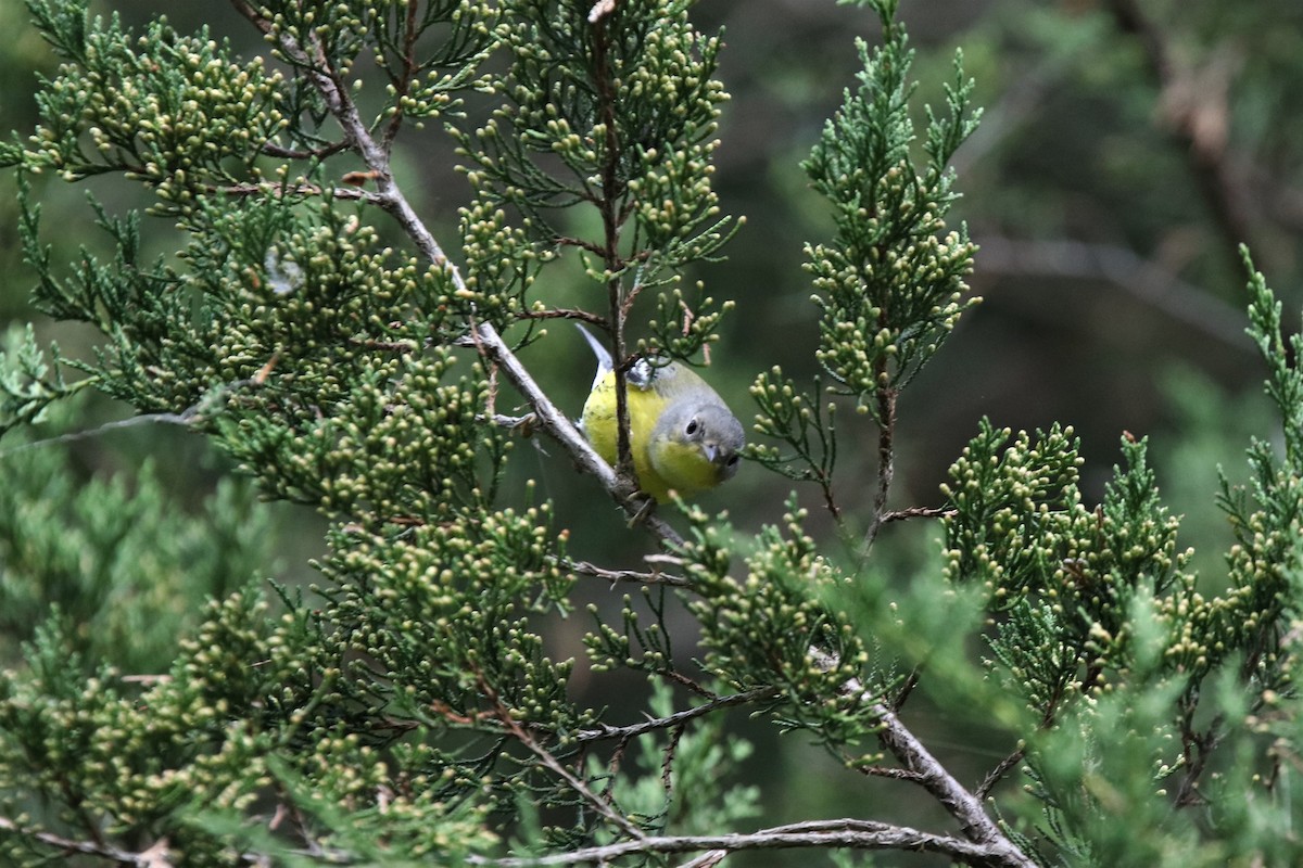 Magnolia Warbler - ML179961951