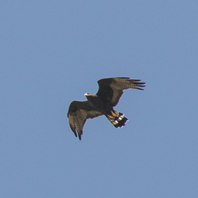 Zone-tailed Hawk - ML179962081