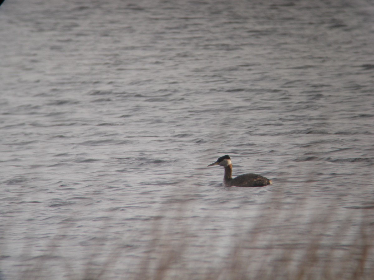 Red-necked Grebe - Jason Gardner