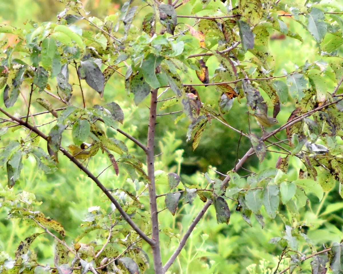 Wilson's Warbler - Jason Gardner