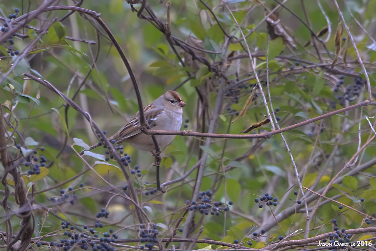 White-crowned Sparrow (leucophrys) - ML179963501