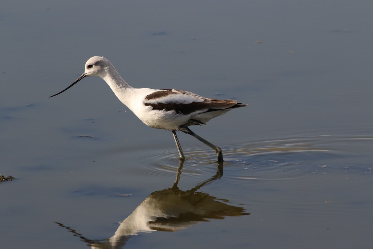 American Avocet - Don Brode