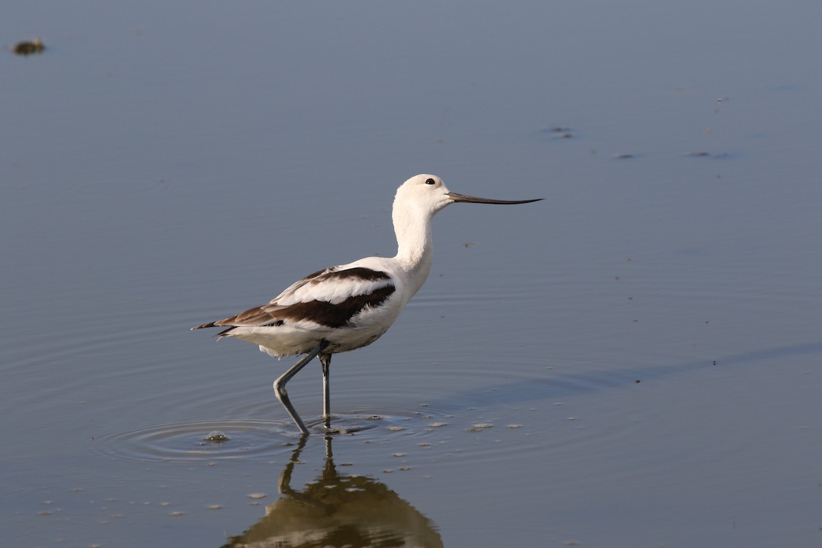 American Avocet - Don Brode