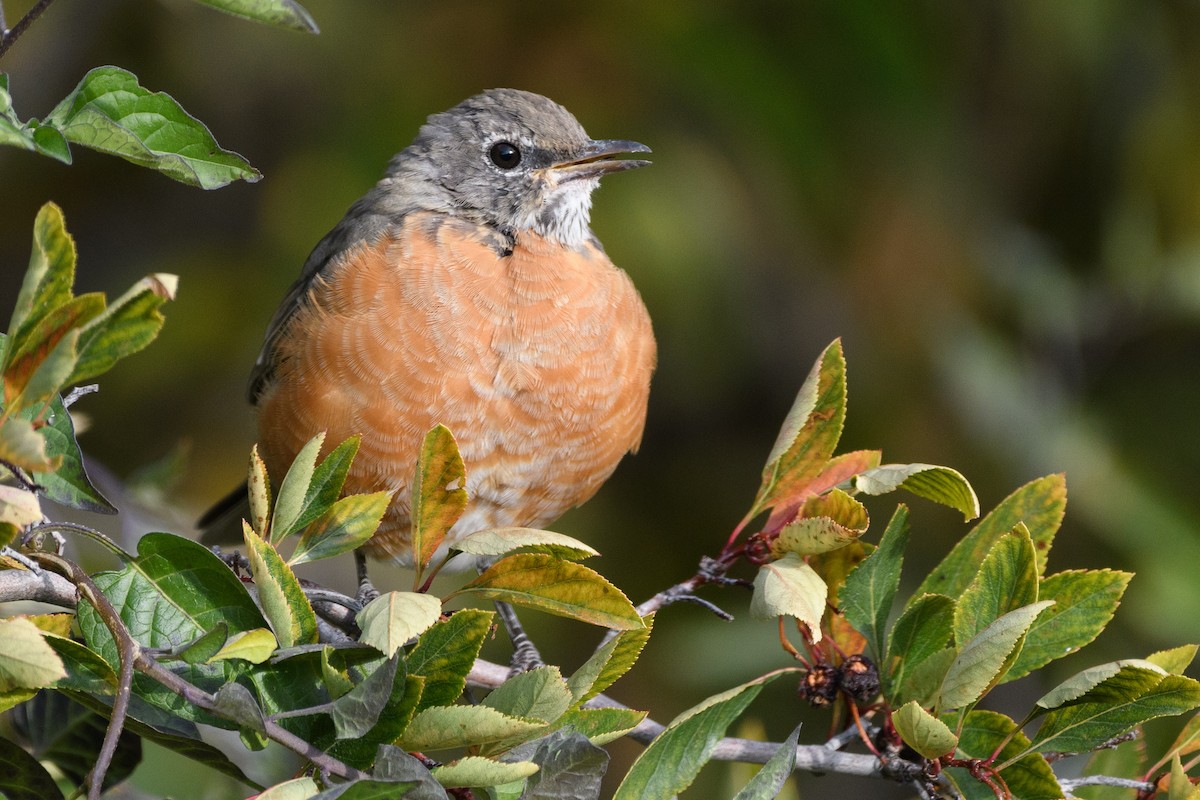 American Robin - ML179966051