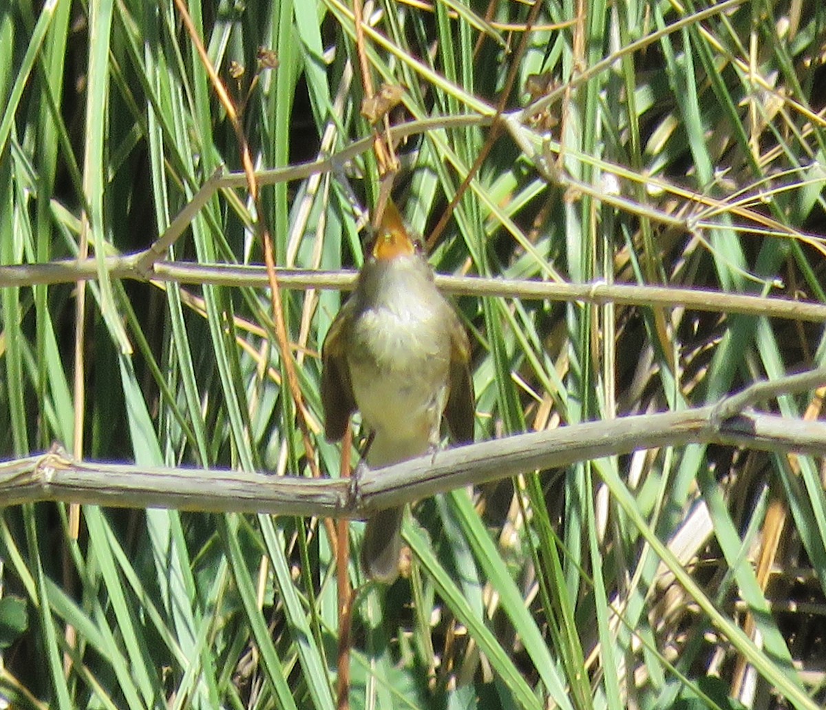 Willow Flycatcher - ML179966321