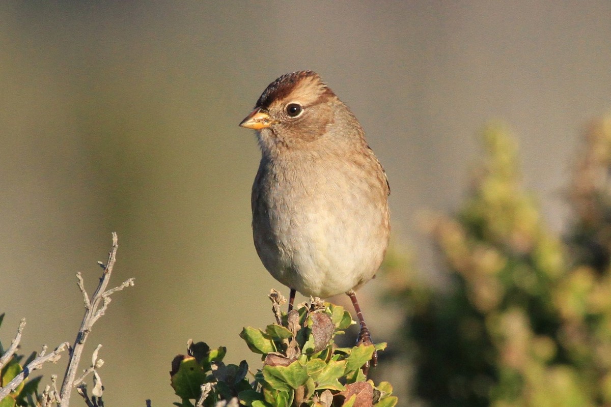 White-crowned Sparrow - Kent Forward