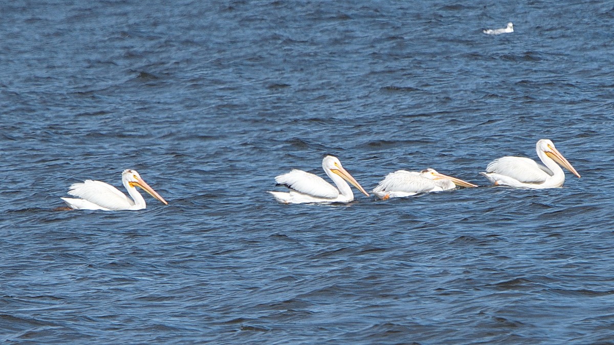 American White Pelican - ML179969031