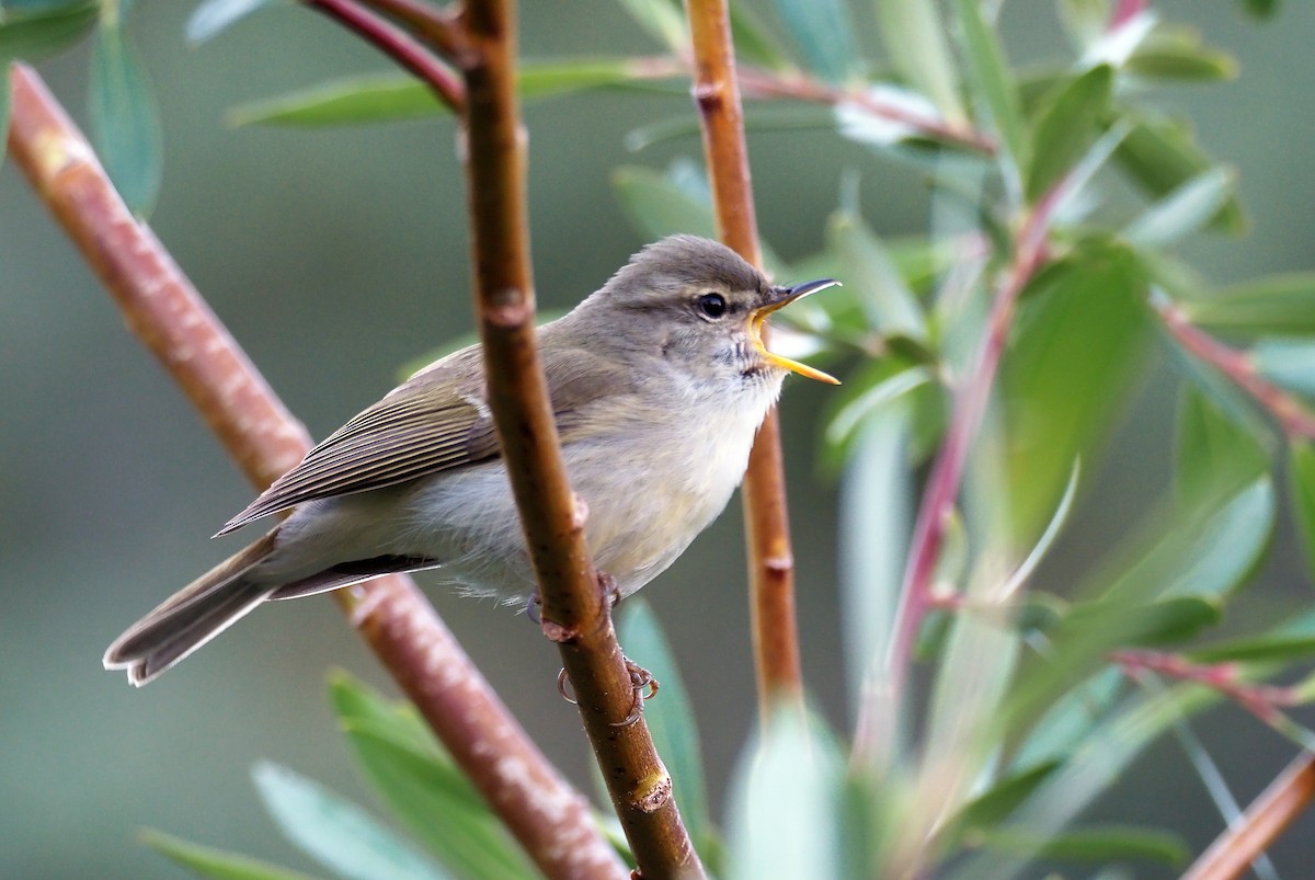 Greenish Warbler - ML179969121