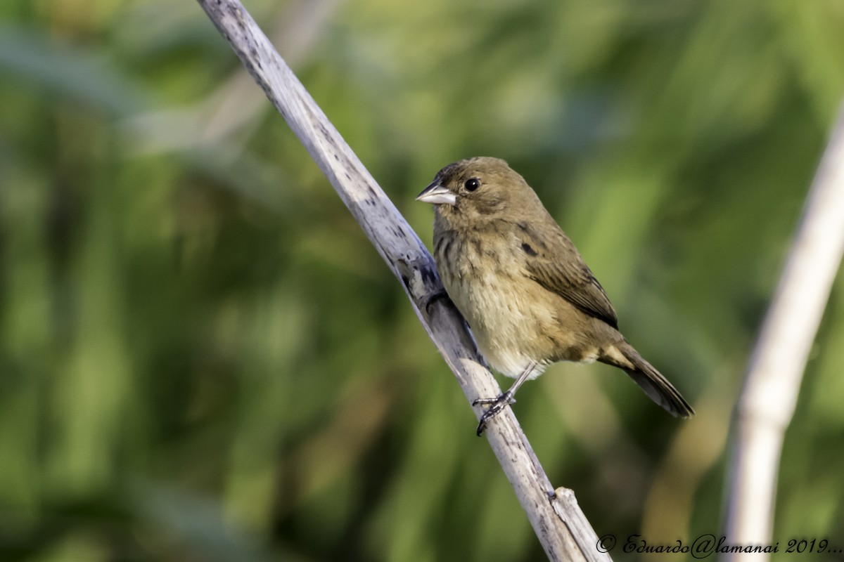 Blue-black Grassquit - Jorge Eduardo Ruano