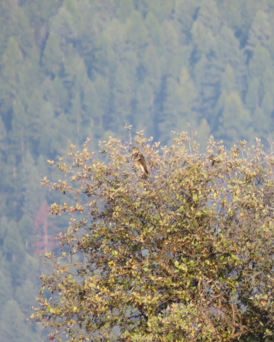 Merlin - ML179969201