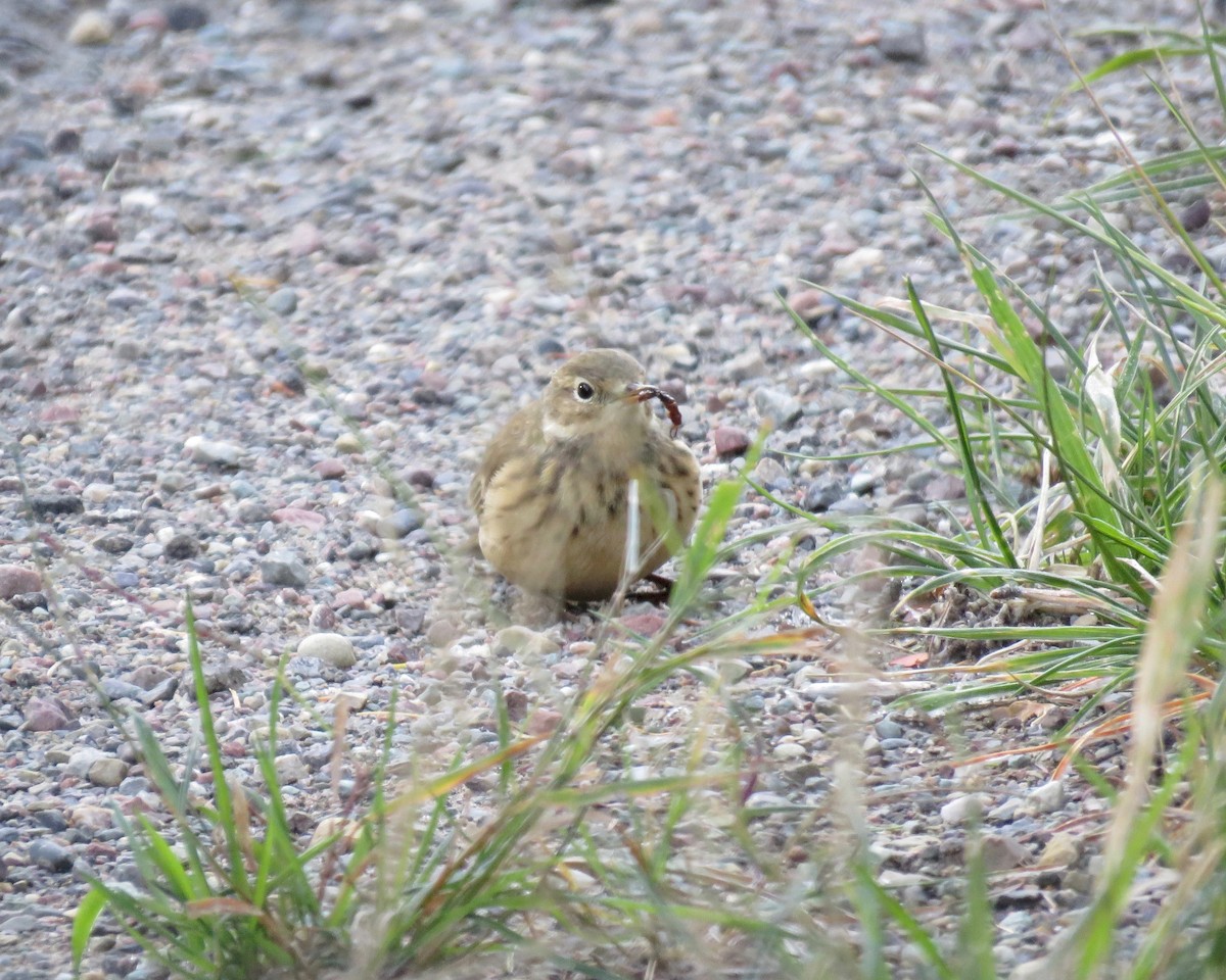 American Pipit - ML179969291