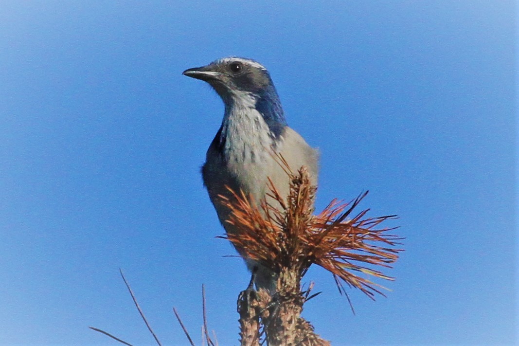 California Scrub-Jay - Kent Forward