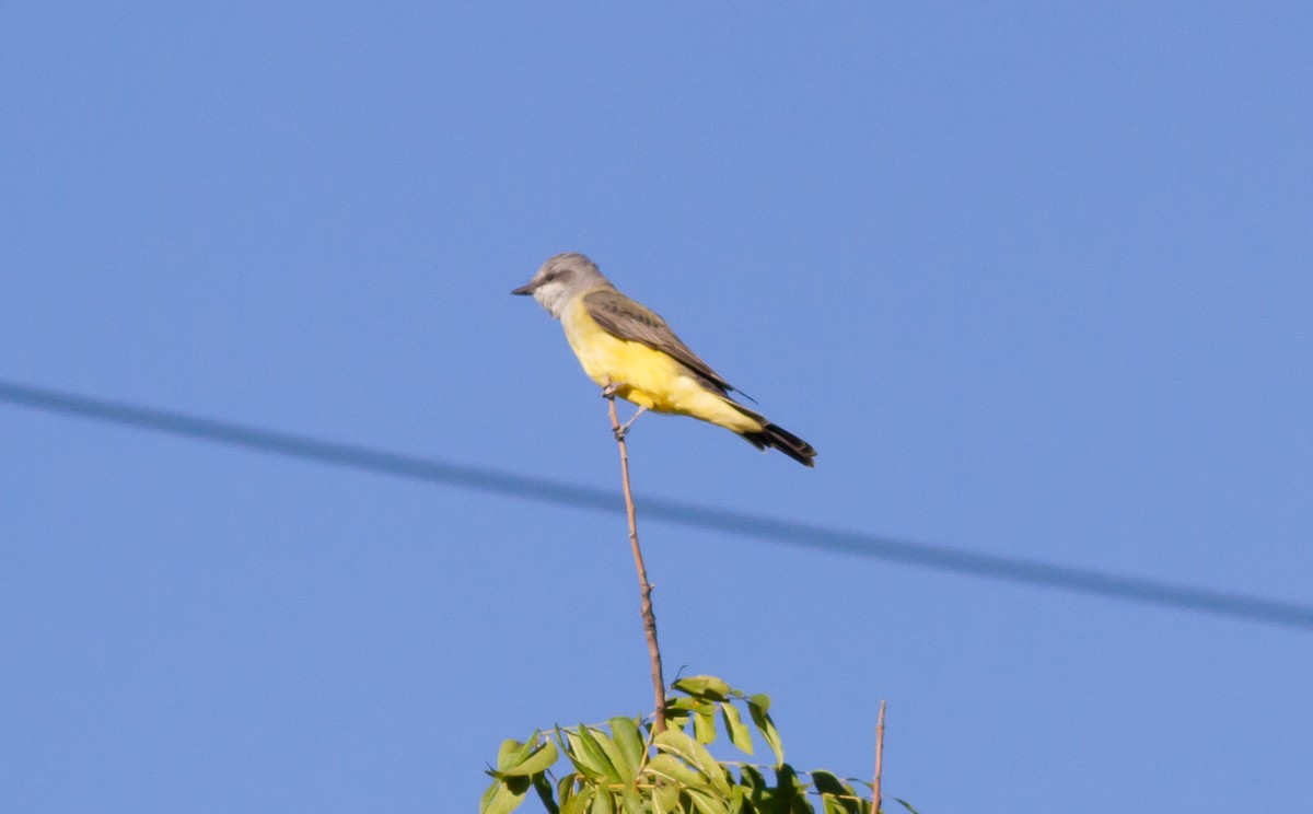 Western Kingbird - ML179969601