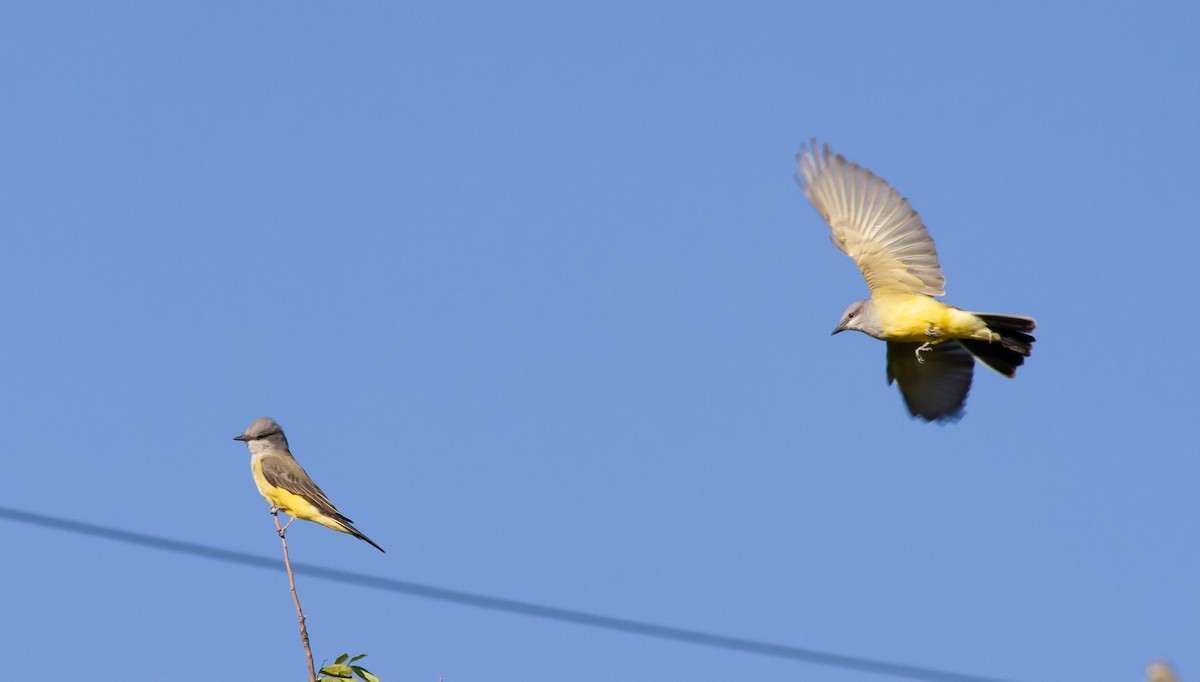 Western Kingbird - ML179969621